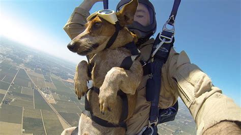 Dog Skydiving
